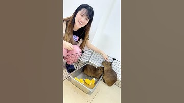 CAPYBARA Ngoài Đời Thật Sẽ Như Thế Nào ??? #veve #vevechannel #capybara