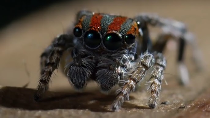 How Jumping Spiders See in Color, Smart News