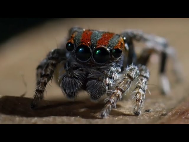 Best Spider Moments | Top 5 | BBC Earth class=