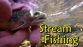 Small Stream Brook Trout Fishing New Brunswick #fishing #trout #fishingvideo #fish