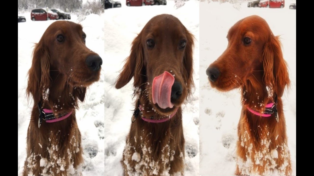 Snowdog - Irish Setter Winter Fun