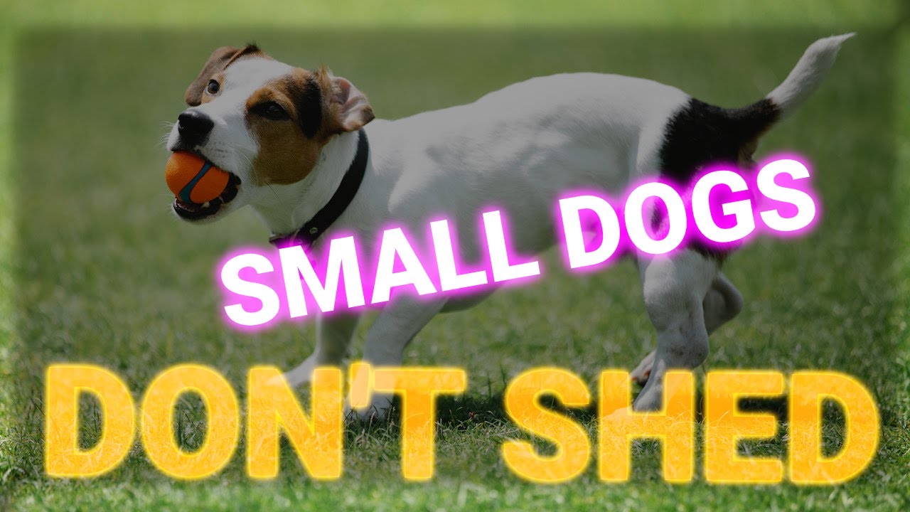 LowMaintenance Small Dog Breeds That Don't Shed YouTube