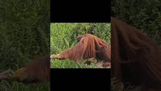 Male Orangutan Given Fruits.