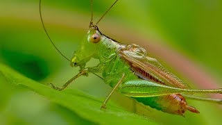 Short-winged Meadow Katydid Singing