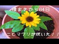 ミニヒマワリが咲きました！！【プランター栽培】