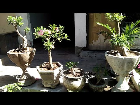  bonsai  bunga  kamboja  indah YouTube