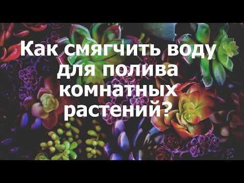 Как смягчить воду для полива комнатных растений?