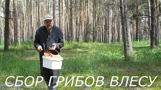 Огромные белые грибы и земляника. Видео высокой  четкости, с видео можете делать заставки