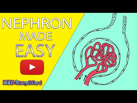 NEPHRON Structure & Function Made Easy - Human Excretory System Simple Explanation.