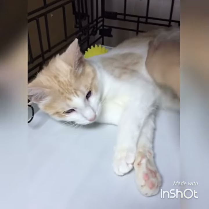 Кот Оникс - YouTube