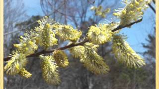 Mike Connor: Bees and Trees