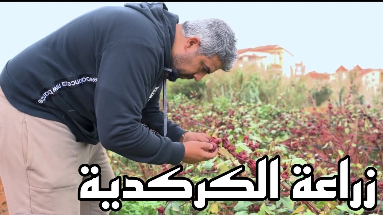 أول تجربة في زراعة نبتة الكركدية العطرية من التوابل في الجزائر