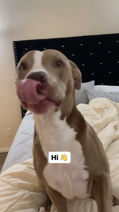 Just a baby 🥰 #shortsfeed  #baby #babypuppy #puppydog #cutepuppies #dogshorts #aww