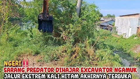 NGERI‼️SARANG PREDATOR DIHAJAR EXCAVATOR NGAMUK JALUR EKSTREM KALI HITAM AKHIRNYA TERBUKA