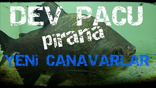 Dev Pacu Piranalar Yeni Canavarlar Akvaryum Pirana Kopekbaligi Diskus Oranda Yeni Balik Youtube