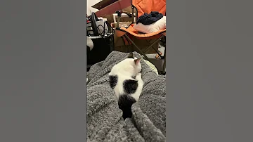 Oh That S A Good Kitty 
