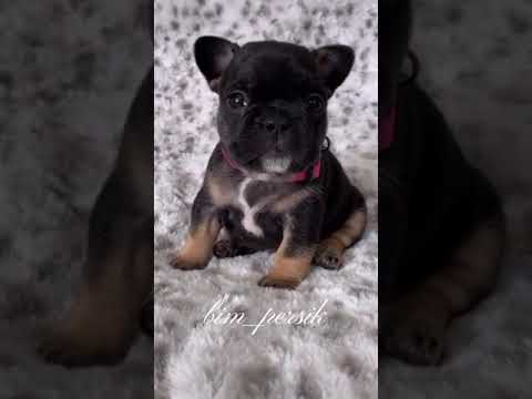 Французский бульдог #Shorts
