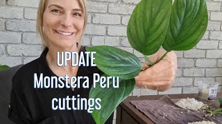 Monstera Peru cuttings UPDATE
