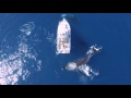 La danse des Baleines (V2) - Drones.nc