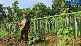 How to build a trellis for a super-fruity luffa tree, harvest and prepare stir-fried luffa
