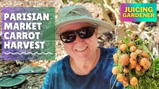 Oddball Round Carrot Harvest!  Picking Unique Container-Grown Parisian Market Carrots