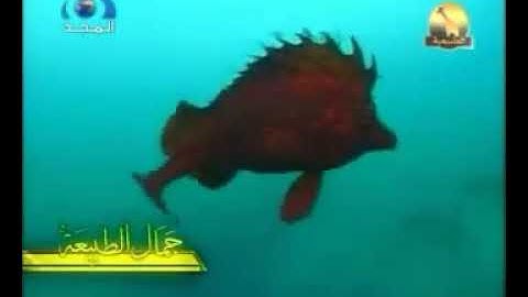 تلاوة روعة للشيخ امين كركوش الجزائري