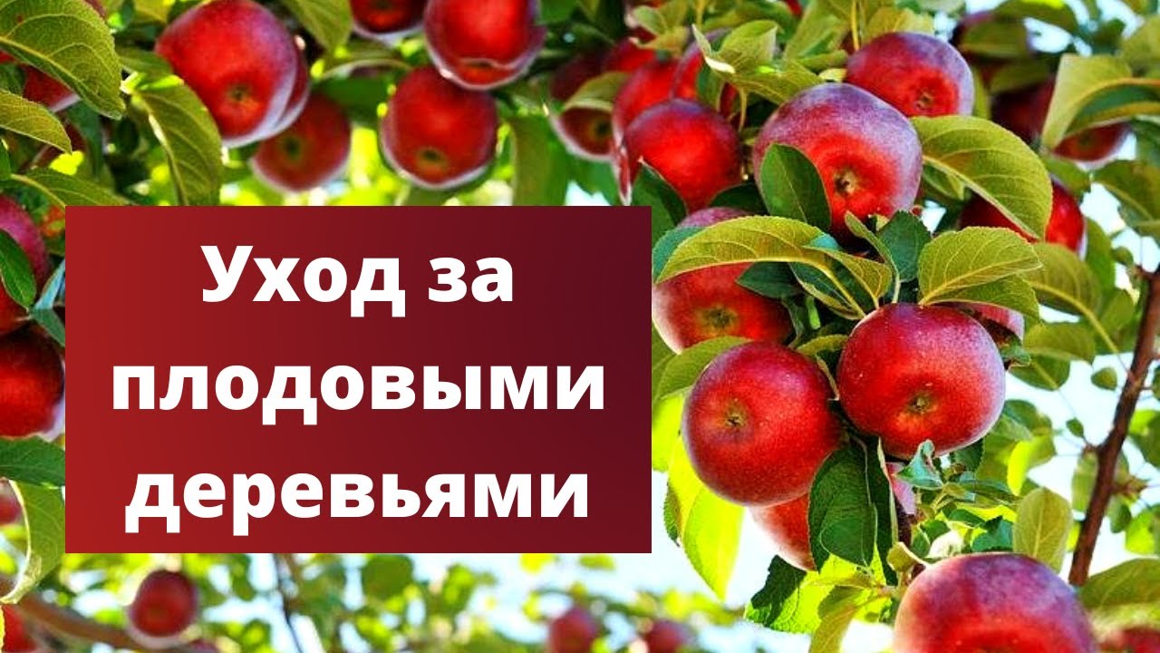 НЕОБХОДИМАЯ ПОДКОРМКА ЯБЛОНЬ ПЕРЕД ЗИМОЙ | Подкормка плодовых деревьев ...