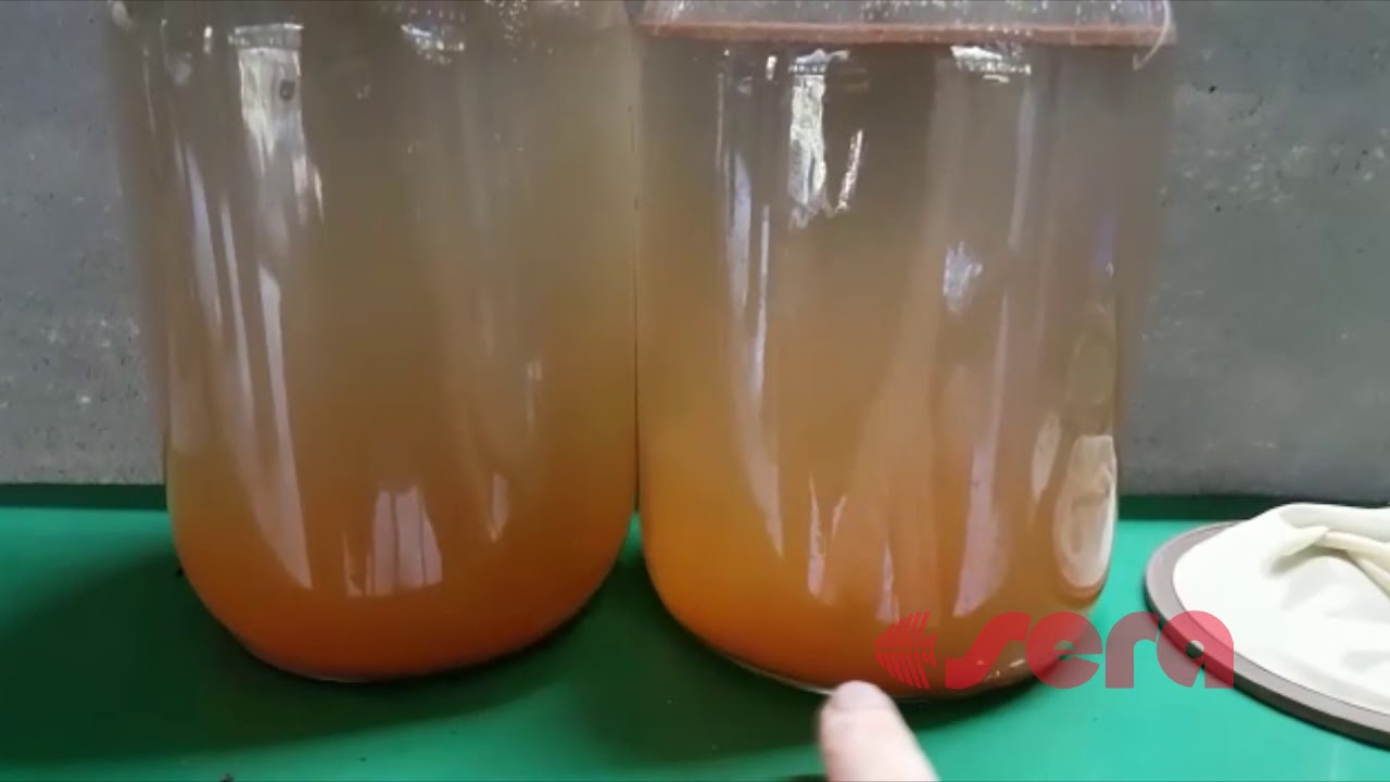 Artêmia, da eclosão a alimentação dos alevinos.