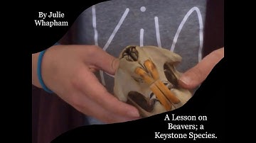 Beavers:  A Keystone Species