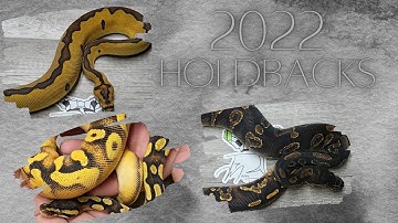 2022 Ball Python Holdbacks at Top Moon Reptiles
