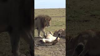 The Angry Lion in Masai Mara (Part 2)