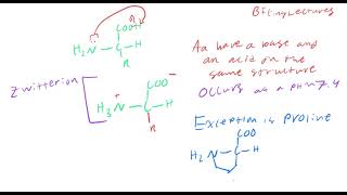 Biochemistry Lecture 4 Amino Acids