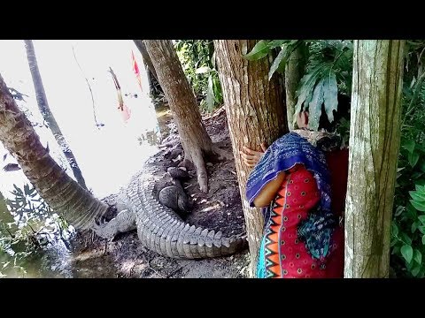 Khan Jahan Ali Majar Live Crocodiles