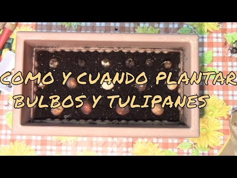 Video: Plantar Tulipanes En Otoño