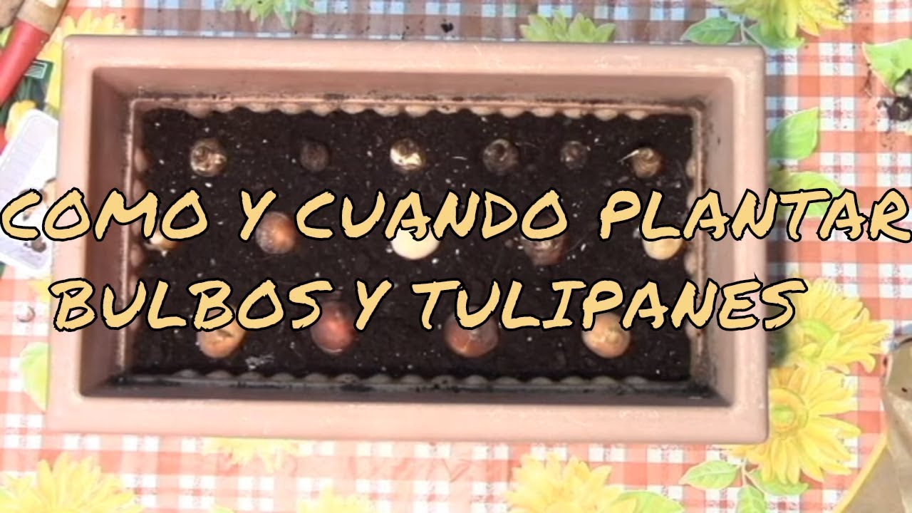 COMO Y CUANDO TULIPANES BULBOS (PARTE 1) - YouTube