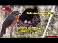 Berburu sarang burung sulingan gunung...