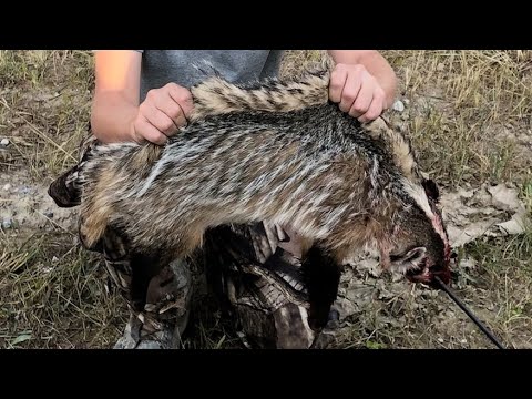 Video: Cara Memasak Badger