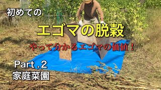 エゴマの脱穀 Part ２ エゴマが高価な訳 を実感 家庭菜園 Youtube