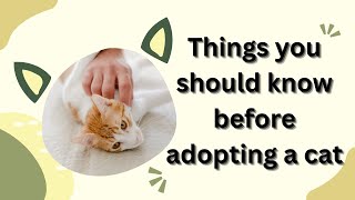 Things you should know before adopting a cat.