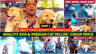 Quality Dog & Persian Cat Seller|गालिफ़ स्ट्रीट डॉग सेलर |Cheap Price |Galiff Street Market| 21/04/24 by AMAR 2020 572 views 4 days ago 7 minutes, 33 seconds