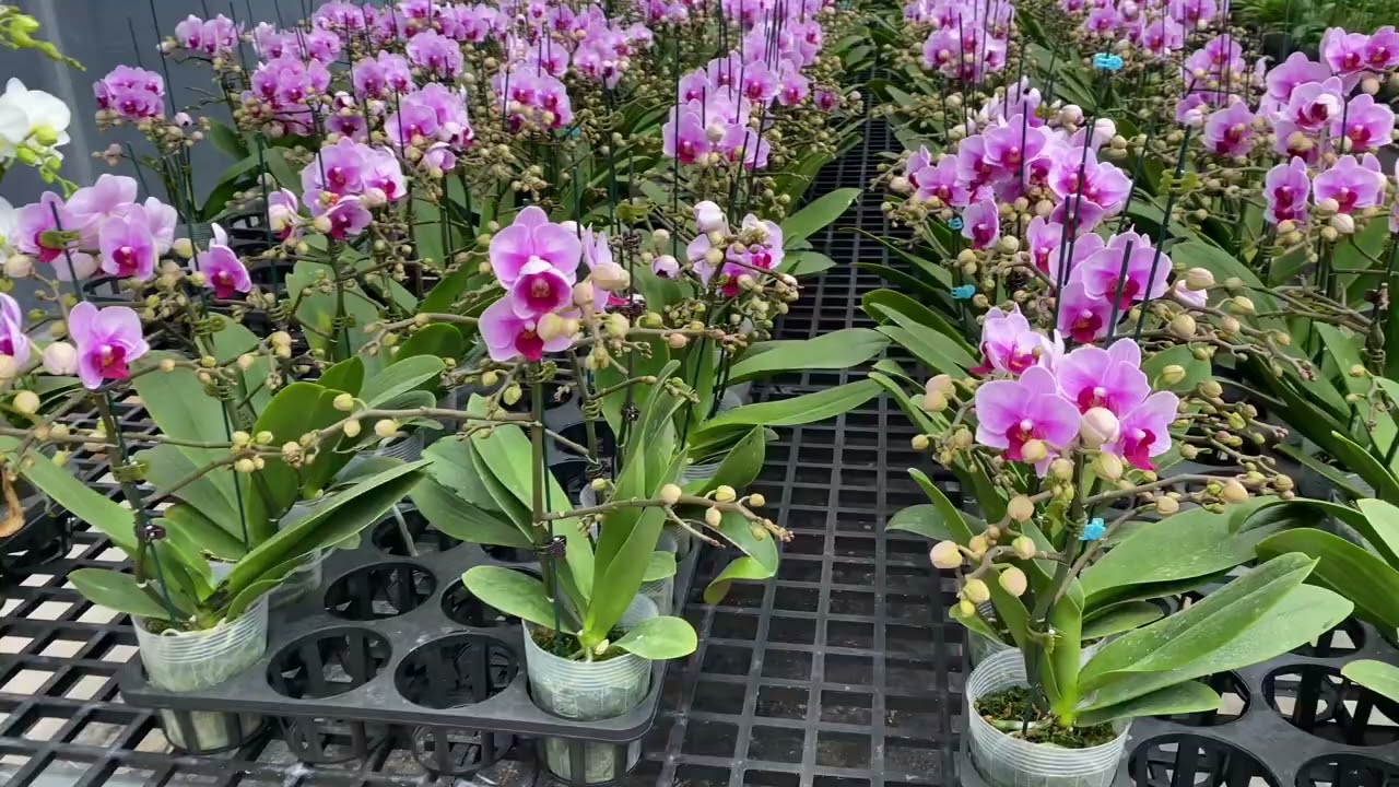 Mời mn ngắm Hoa hồ điệp Đà lát