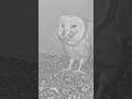 Don’t Blink! 👀 Vole Gone
