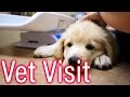 Day 14: Visiting the Vet | New Foster Friends!