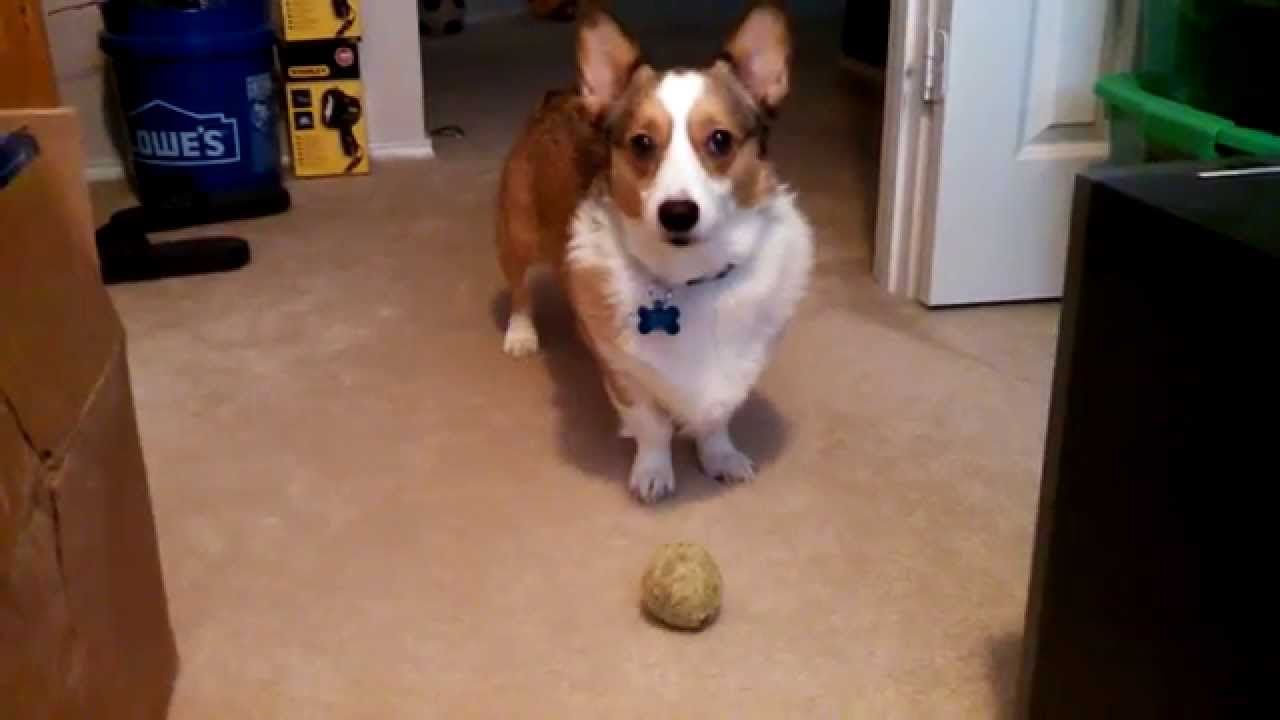 Corgi Says Play with me! - YouTube tubular031