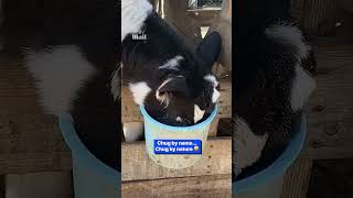 Thirsty Cow Shows How He Earned His Name