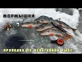 ЛОВЛЯ ОКУНЯ ЗИМОЙ на мотыля МОРМЫШКИ КАПЛЯ И ВЕДЬМА рыбалка + бесполезный ЭХОЛОТ