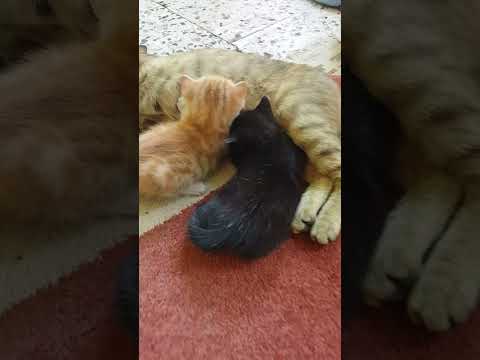 Yavrularını Emziren Anne Kedi - Mother Cat Breastfeeding Her Kittens
