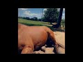 My pet horses (music by Vince Gill “look at us”)