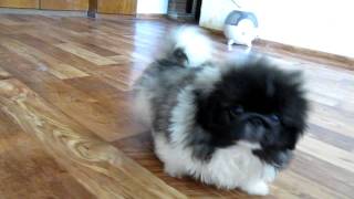 Pekingese puppies for sale...