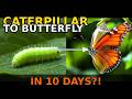Caterpillar to Butterfly: Stunning Metamorphosis You Must See